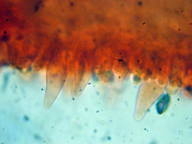 Pluteus secc. Hispidoderma (cfr. P. semibulbosus)